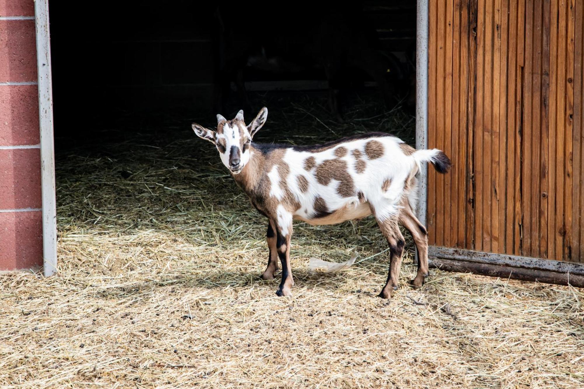 Agriturismo Parco Campofelice Lombardore Eksteriør bilde